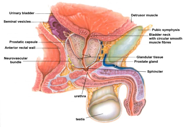 Prostate Cancer