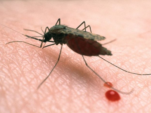 Malaria